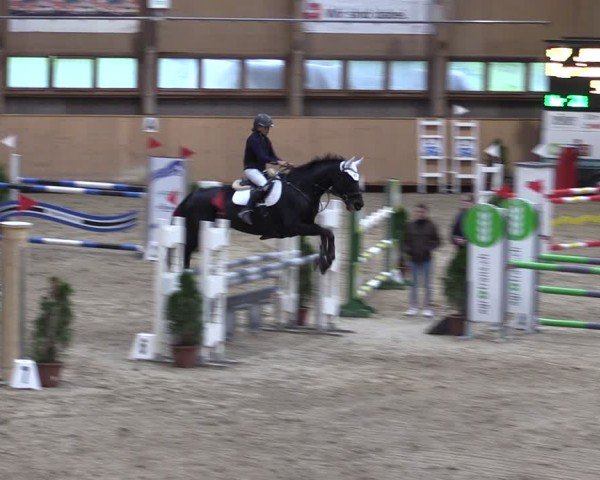 Reitturnier Fehraltorf 2024