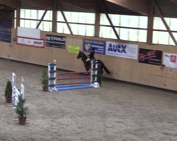 Reitturnier Fehraltorf 2024