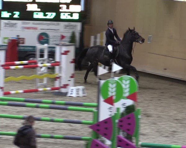 Reitturnier Fehraltorf 2024