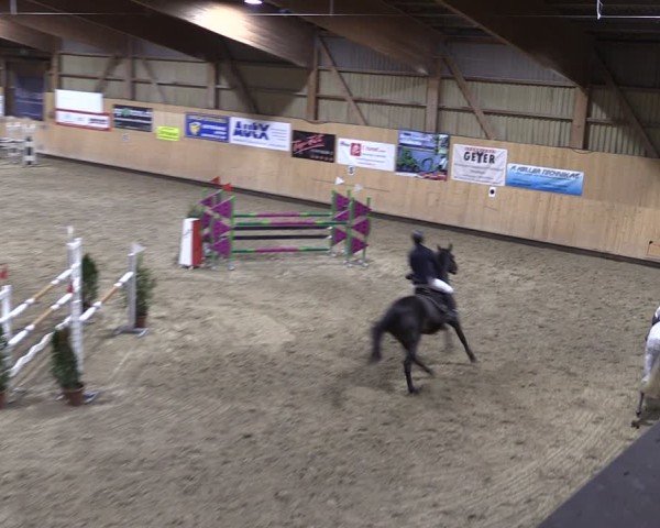 Reitturnier Fehraltorf 2024