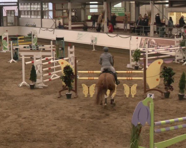Reitturnier Marl, Reithalle Rohmann 2024