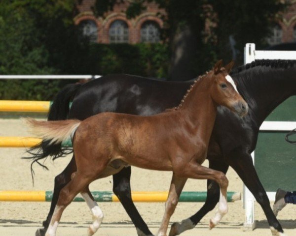 horse Gismo (Westphalian, 2022, from Great Again)