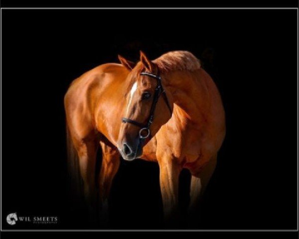 horse Zarina Z (Zangersheide riding horse, 2017, from Zapatero VDL)