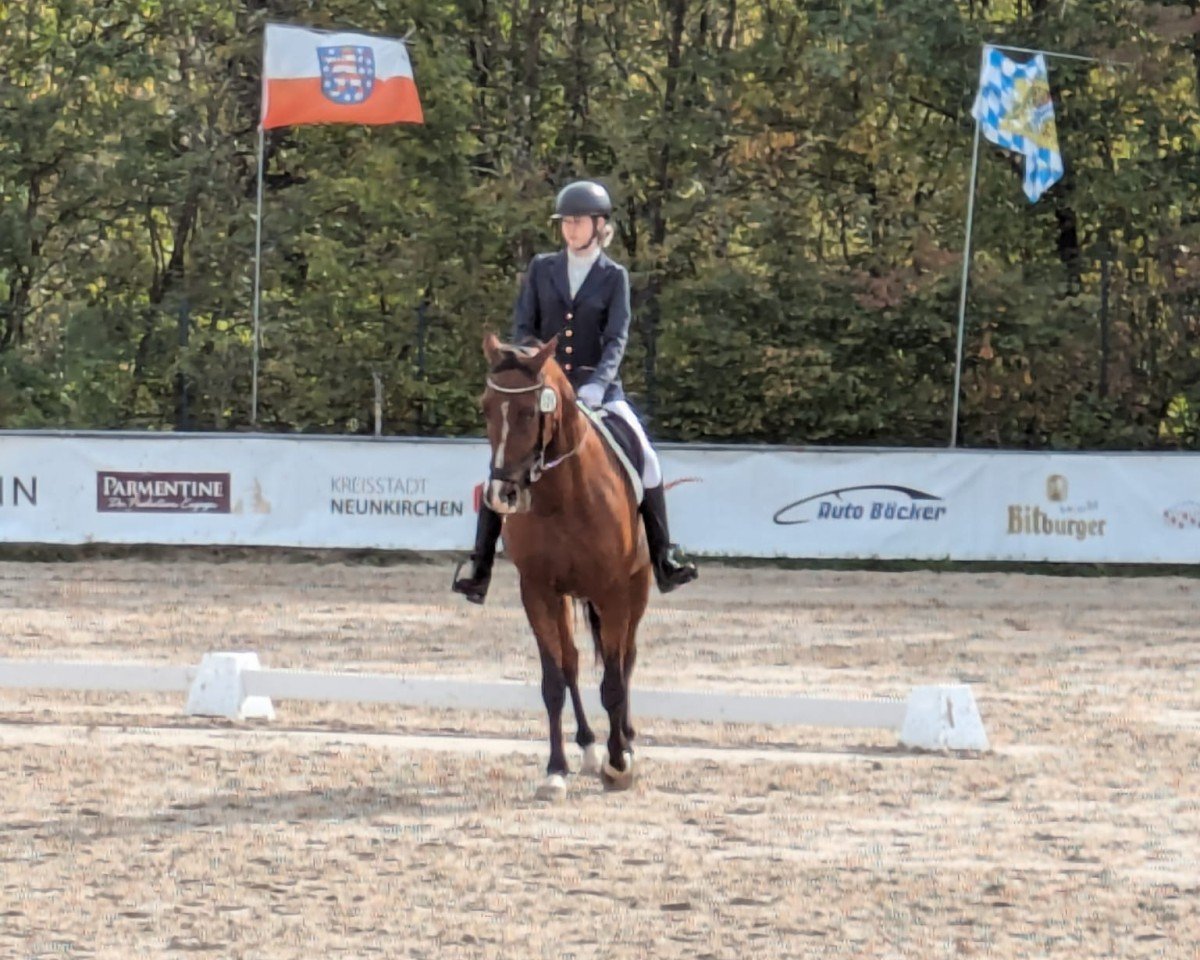 horse Carlton De Viette (French Trotter, 2012)