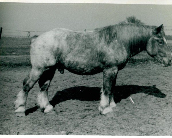 stallion Ulan von Kolkerhof RS 2081 (Rhenish-German Cold-Blood, 1939, from Urfall RS 1208)