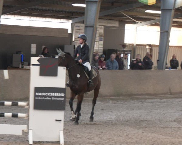 Reitturnier Ibbenbüren 2024
