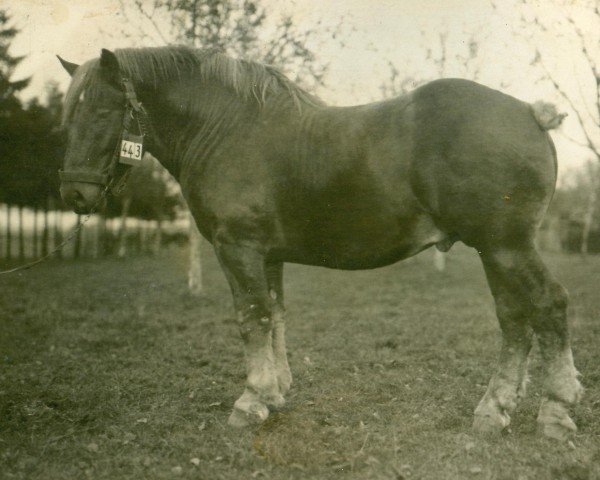 stallion Rennmeister (Rhenish-German Cold-Blood, 1923, from Heermeister von der Holzerhöhe RS 665) stallion Rennmeister (Rhenish-German Cold-Blood, 1923, from Heermeister von der Holzerhöhe RS 665)