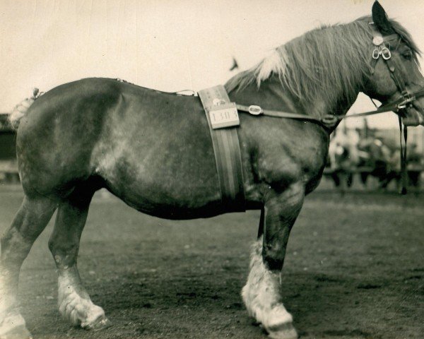 broodmare Maluasia (Rhenish-German Cold-Blood, 1919, from Marschall III)