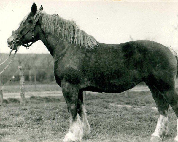 broodmare Ubi bene (Rhenish-German Cold-Blood, 1927, from Rudolfo)
