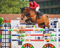 jumper Electric Z (Zangersheide riding horse, 2008, from Erco van het Roosakker)