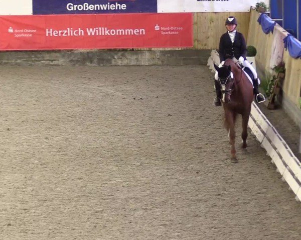 Reitturnier Großenwiehe 2024