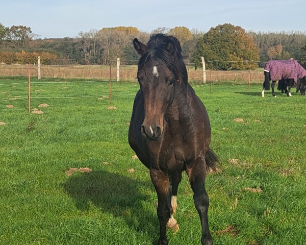 horse Mariscal FLK (German Riding Pony, 2022, from Mescal 15)