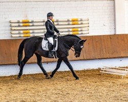 dressage horse Frida Gold (Oldenburg, 2006, from Samarant)