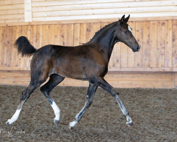 horse Under Oath (KWPN (Royal Dutch Sporthorse), 2024, from For Friendship VDL)