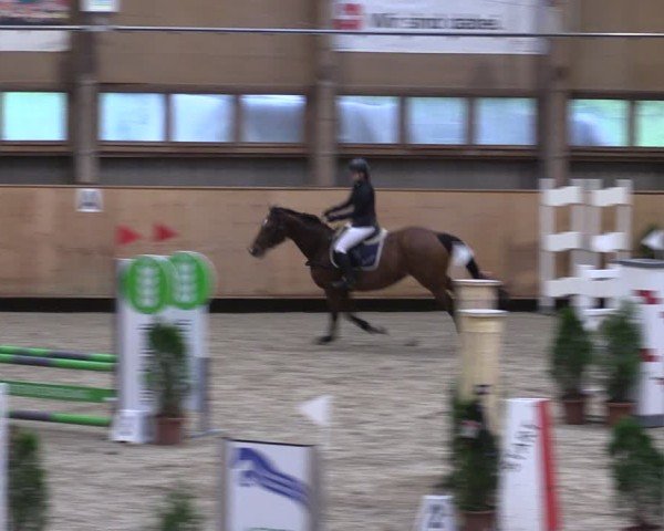 Reitturnier Fehraltorf 2024