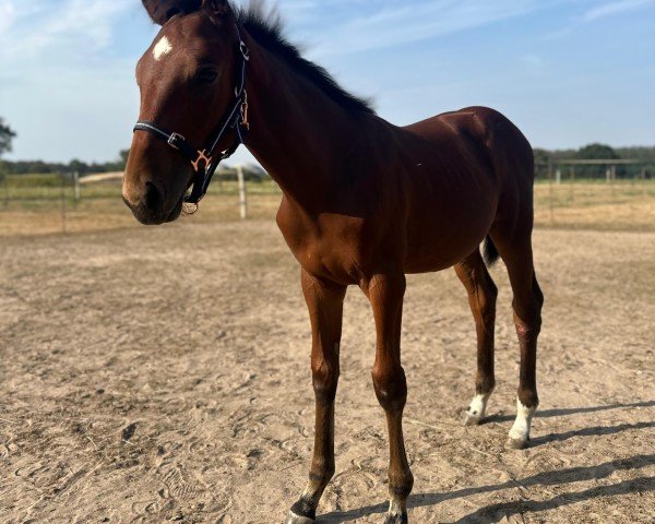 horse Con‘ Milou vom Strelitzer Hof (Mecklenburg, 2024, from Con Ferro)