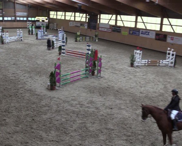 Reitturnier Fehraltorf 2024