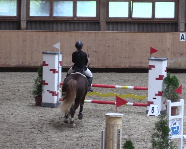 Reitturnier Fehraltorf 2024