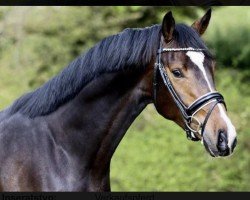 dressage horse Picture Perfect (KWPN (Royal Dutch Sporthorse), 2020, from All At Once)