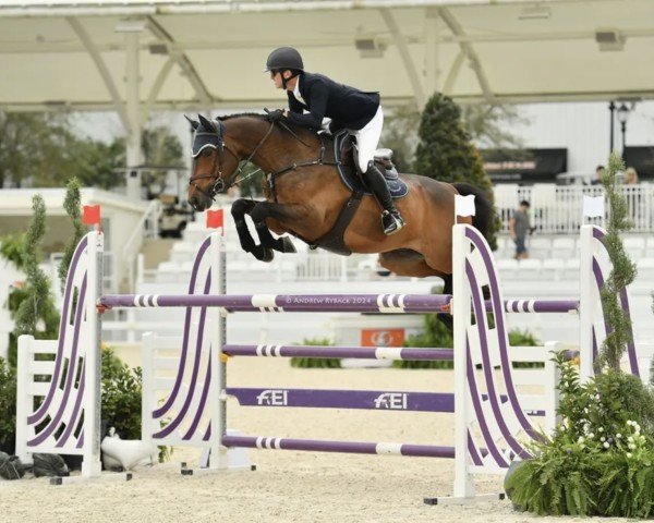 jumper Big Boy Z (Zangersheide riding horse, 2013, from Big Star Jr KZ)