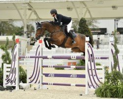 Springpferd Big Boy Z (Zangersheide Reitpferd, 2013, von Big Star Jr KZ)