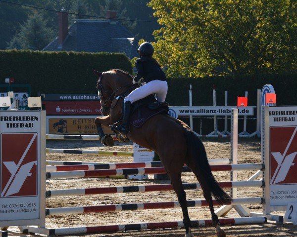 Springpferd Coco Chanel 246 (Deutsches Sportpferd, 2012, von Cassineto)
