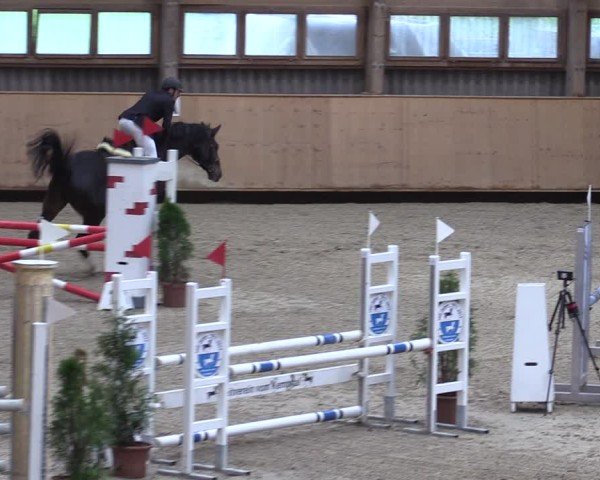 Reitturnier Fehraltorf 2024