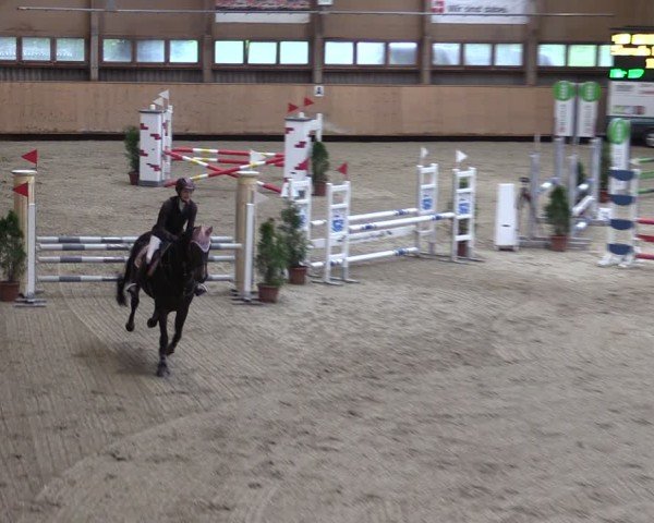 Reitturnier Fehraltorf 2024
