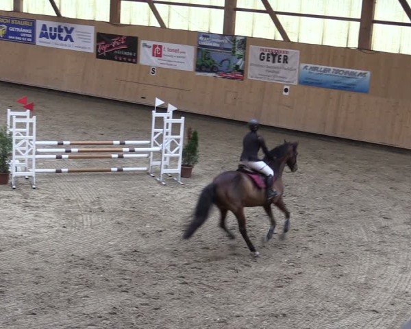 Reitturnier Fehraltorf 2024