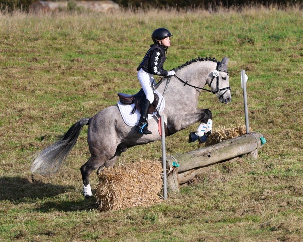 jumper Del Pier II (German Riding Pony, 2018, from Del Piero II)