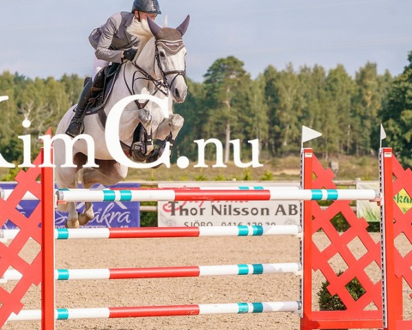 jumper Lugranda (Danish Warmblood, 2013, from Luganer)