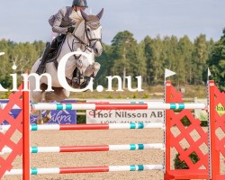 jumper Lugranda (Danish Warmblood, 2013, from Luganer)
