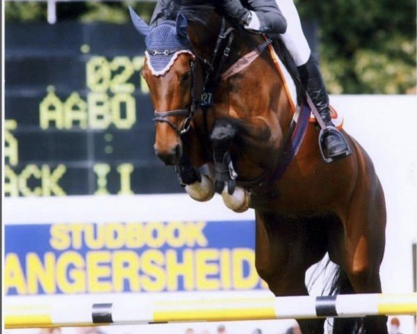 Zuchtstute Ligitta (Dänisches Warmblut, 1998, von Come Back II)
