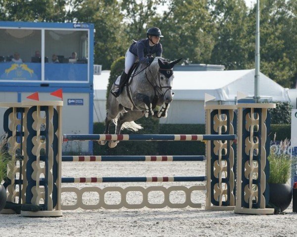 Springpferd Dior 208 (Holsteiner, 2018, von Diamant de Semilly)