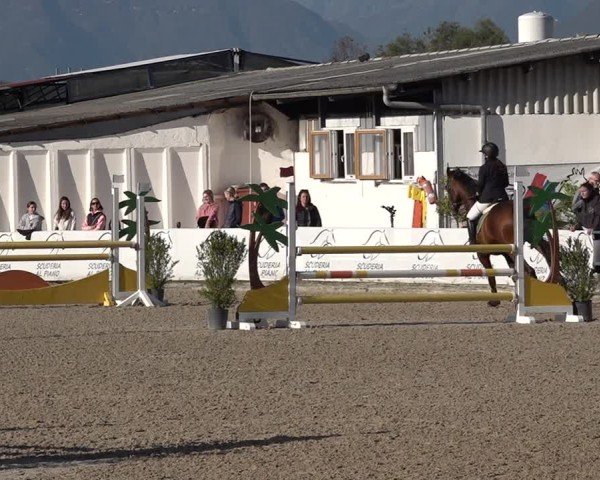 Reitturnier Giubiasco 2024