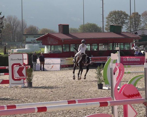 Reitturnier Giubiasco 2024
