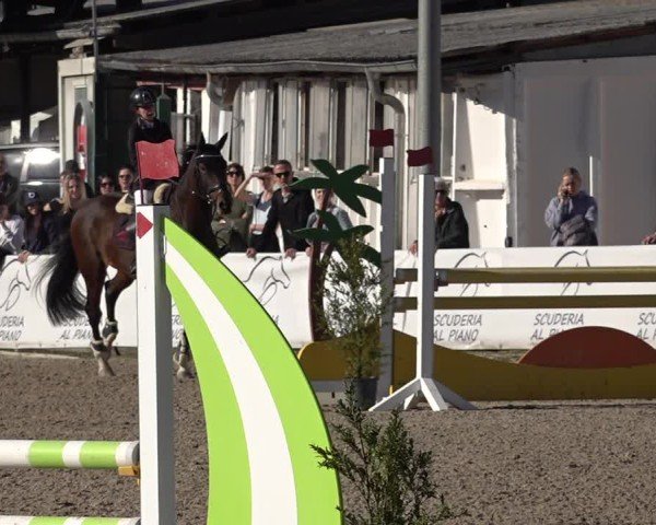 Reitturnier Giubiasco 2024