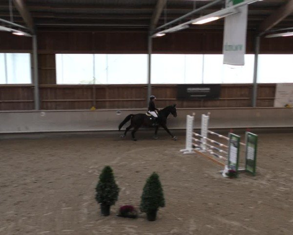 Reitturnier Krombach/Hof-Hauenstein/Ufr. 2024