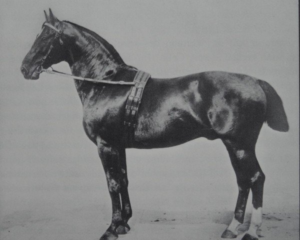 Deckhengst King (Hannoveraner, 1890, von Kingdom xx) Deckhengst King (Hannoveraner, 1890, von Kingdom xx)