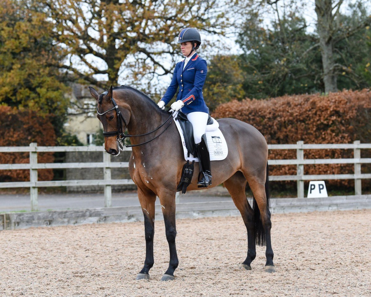 Dressage horse Times Kismet (KWPN (Dutch Warmblood), 2015, from Ampère)