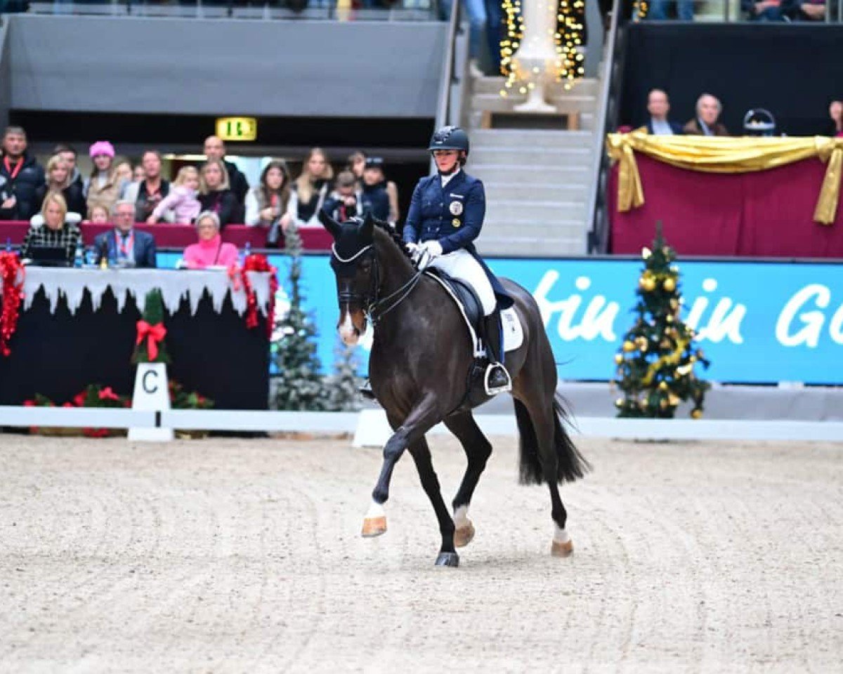 Deckhengst Dahoud 3 (Hannoveraner, 2014, von Harmony's Desiderio)