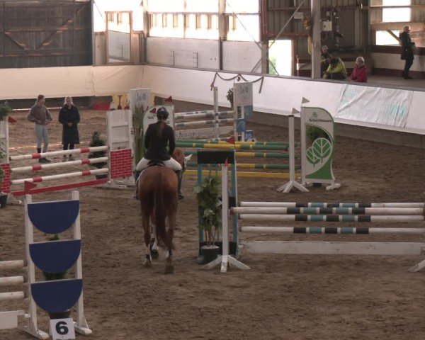 Reitturnier Marl, Reithalle Rohmann 2024