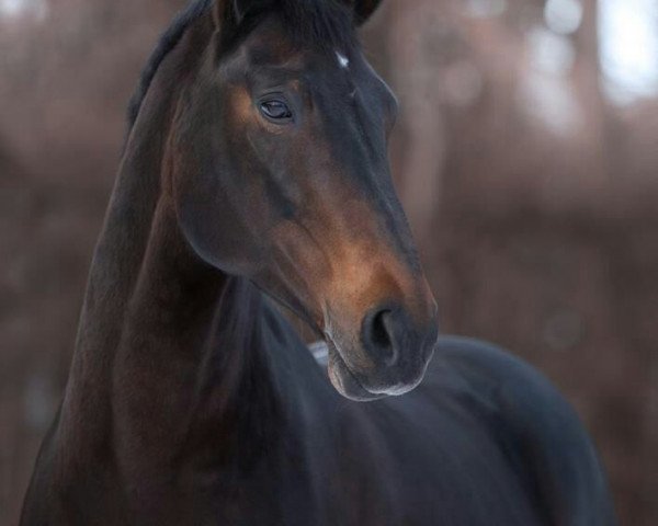 dressage horse Gabira (Westphalian, 1996, from Gralshüter)