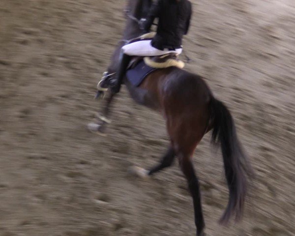 Reitturnier Fleesensee Classic´s 2024