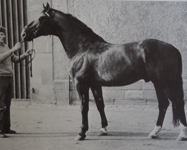 stallion Dukat (Hanoverian, 1969, from Duft II) stallion Dukat (Hanoverian, 1969, from Duft II)