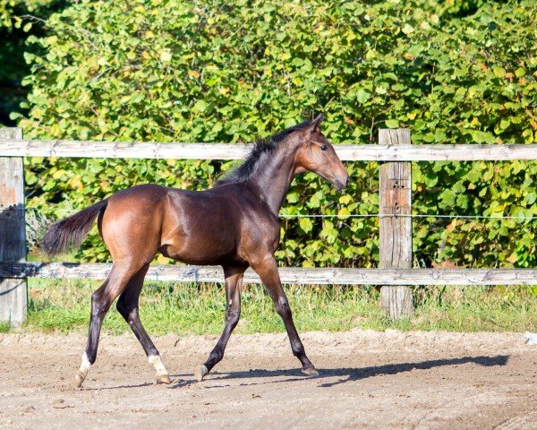 horse Belisia van de kompen (Belgian Warmblood, 2024, from Just Wimphof)