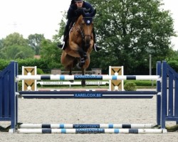 stallion Fuhrer de Maugré (Selle Français, 2015, from Comme il Faut)