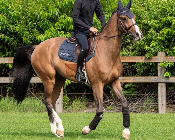 Springpferd Casian S (Hannoveraner, 2016, von Casallco)