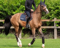 Springpferd Casian S (Hannoveraner, 2016, von Casallco)
