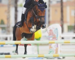 Springpferd Mistery van het Hellehof (Belgisches Warmblut, 2012, von Erco van het Roosakker)